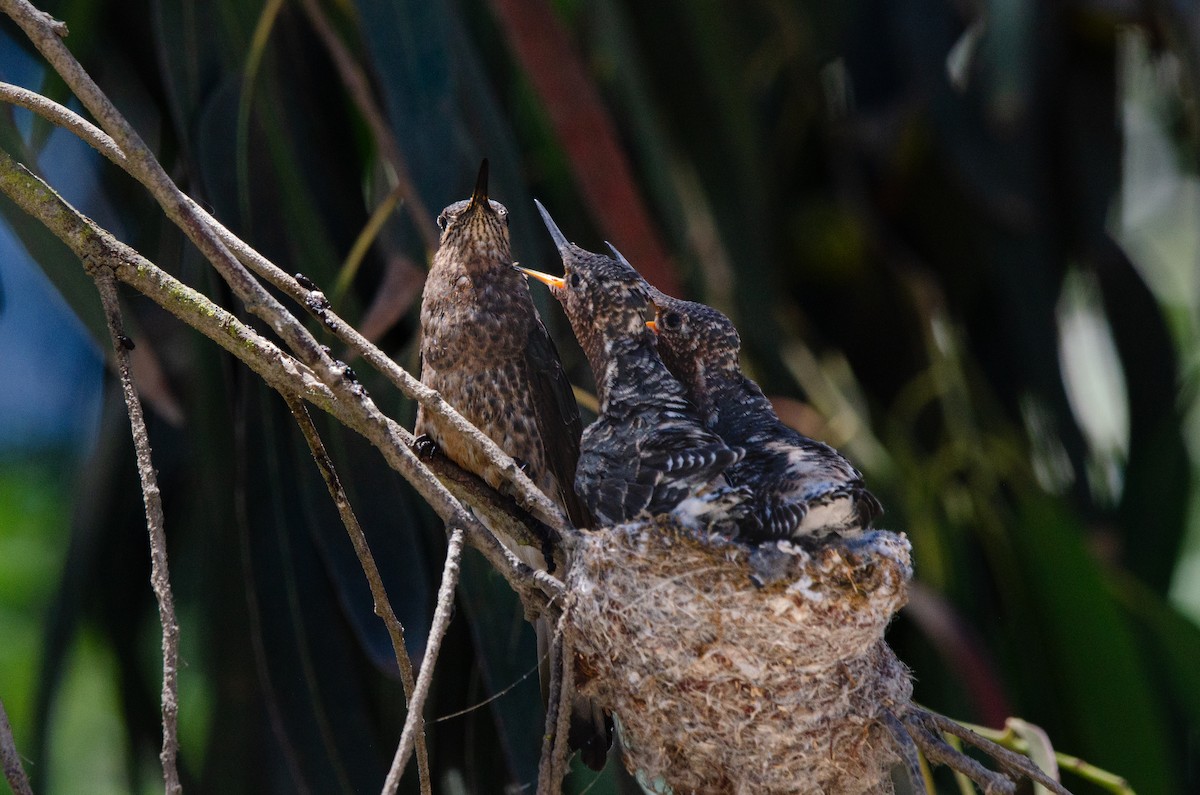 Colibrí Gigante - ML646973063