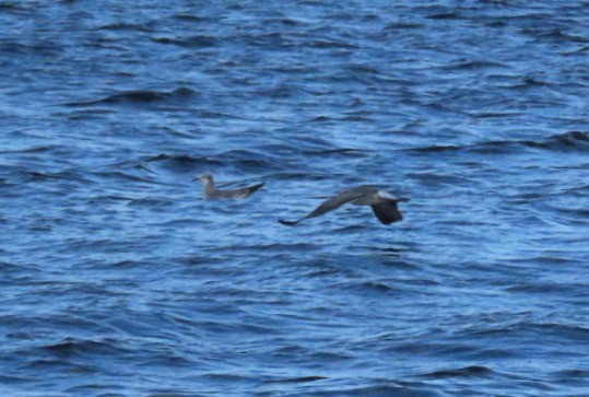 Laughing Gull - ML646973064