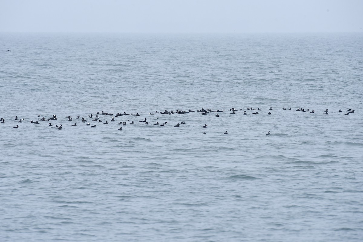 Negrón Careto - ML646973066