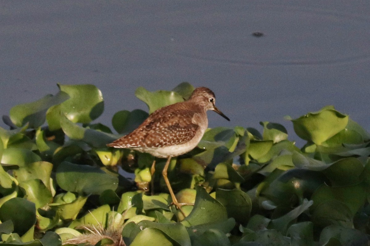 vodouš bahenní - ML646973067