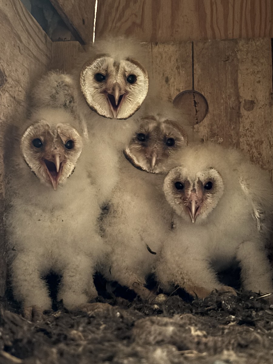 Effraie d'Amérique - ML646973068