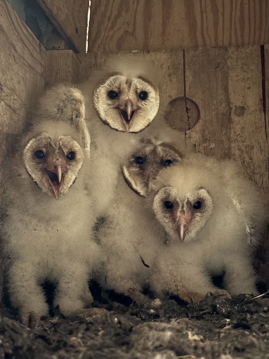 Effraie d'Amérique - ML646973069