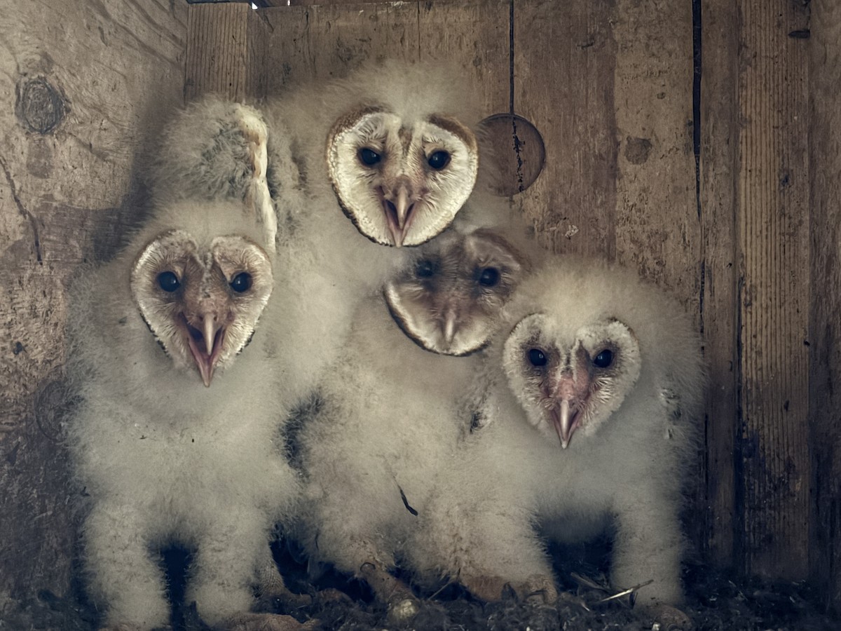 Effraie d'Amérique - ML646973070