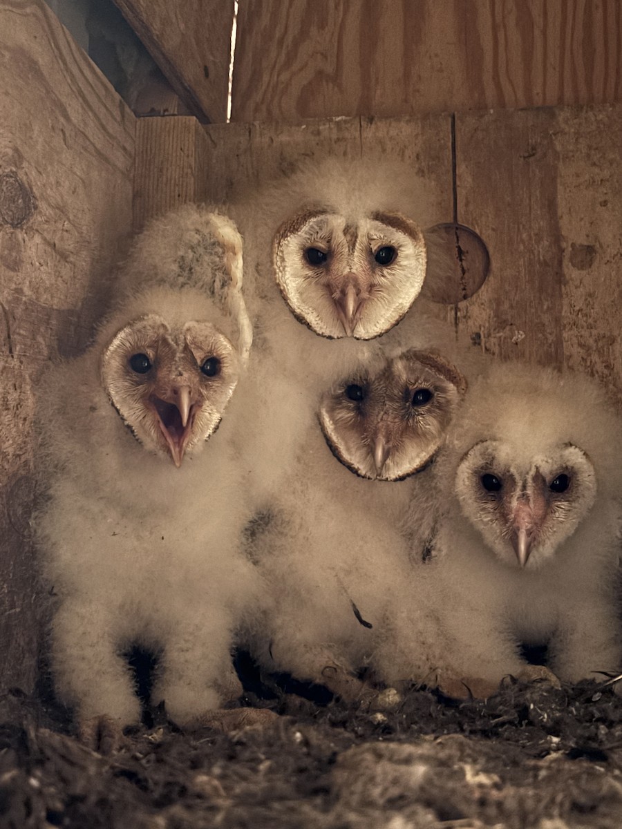 Effraie d'Amérique - ML646973071