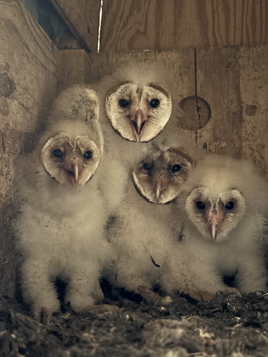 Effraie d'Amérique - ML646973072