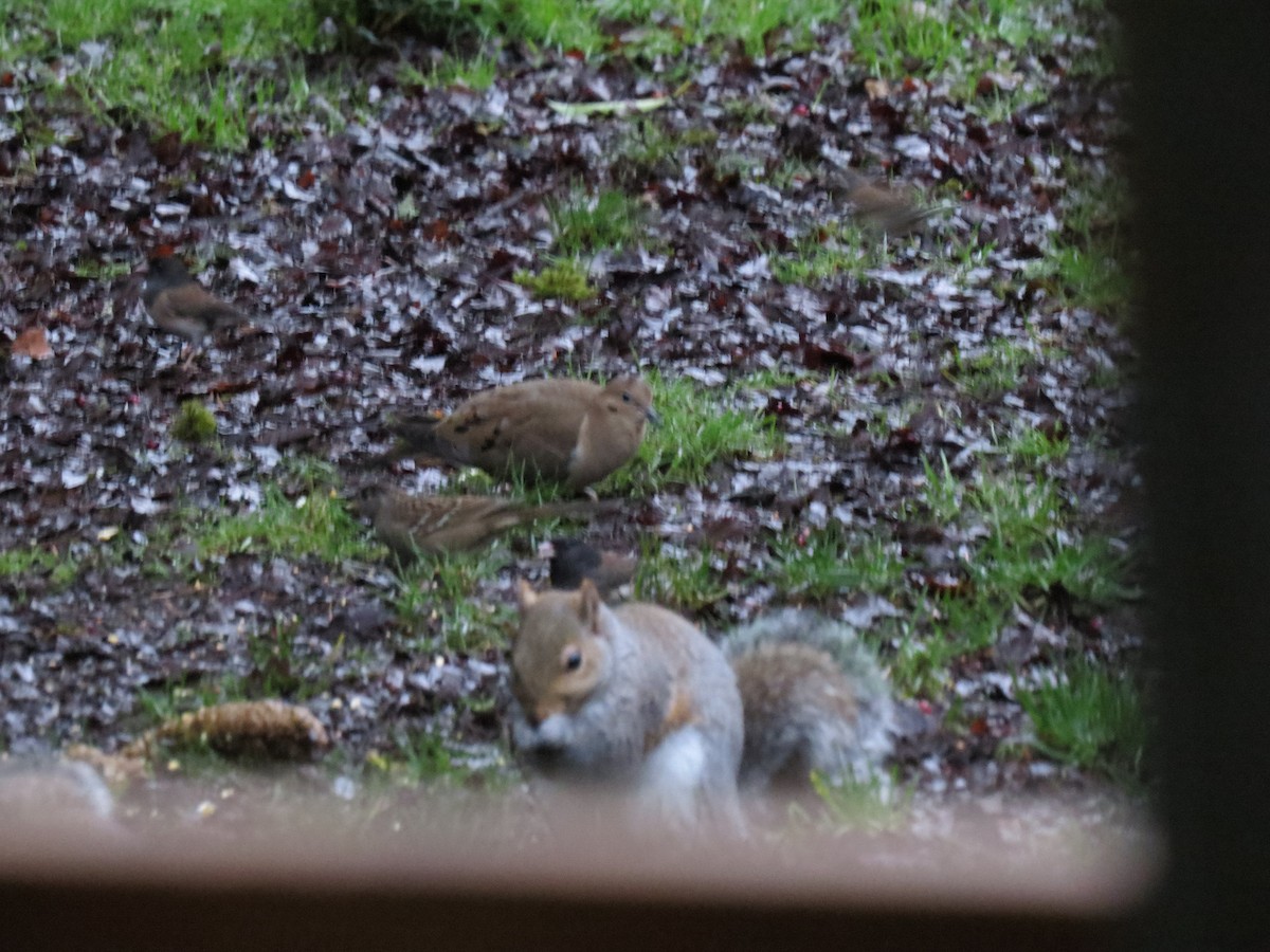 Mourning Dove - ML646973073