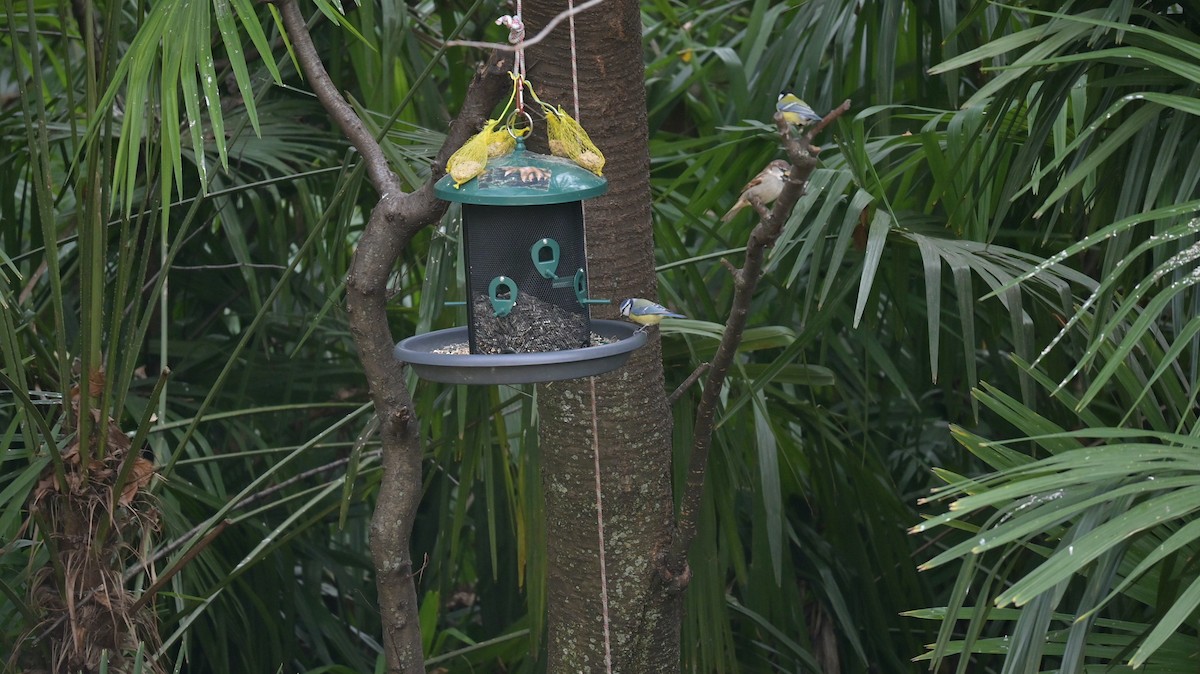 Eurasian Blue Tit - ML646973074