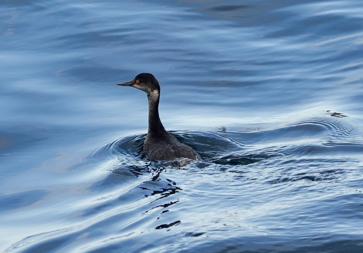 Черношейная поганка - ML646973076