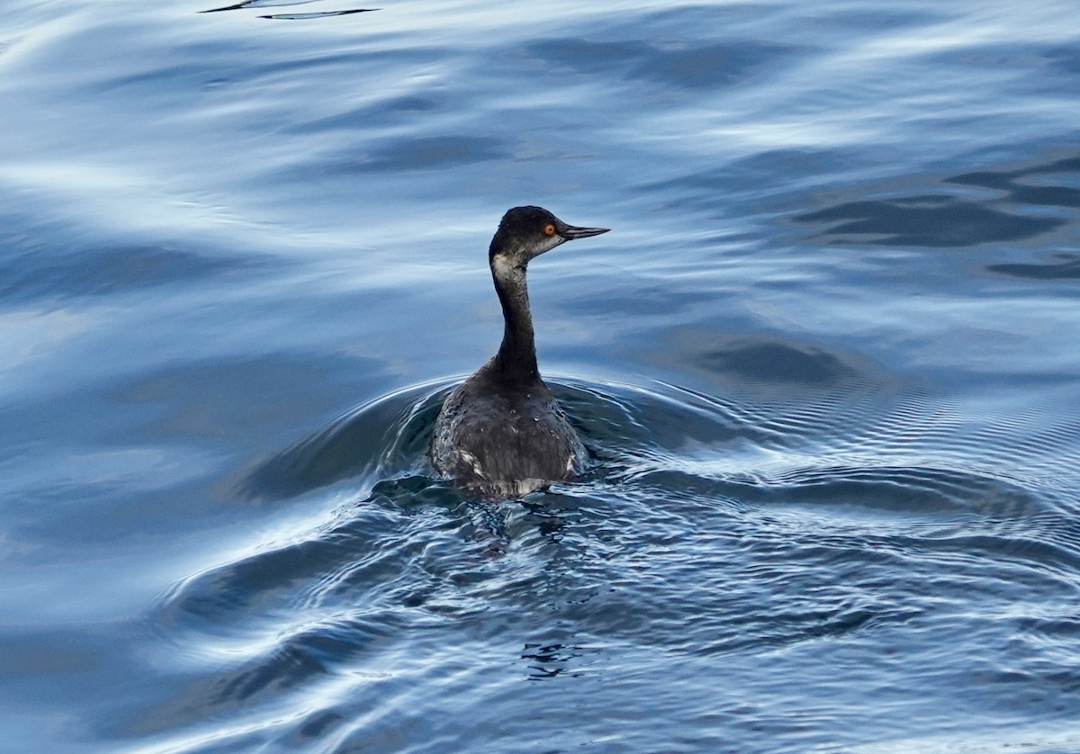 Черношейная поганка - ML646973077