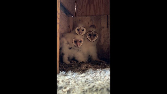 Effraie d'Amérique - ML646973078