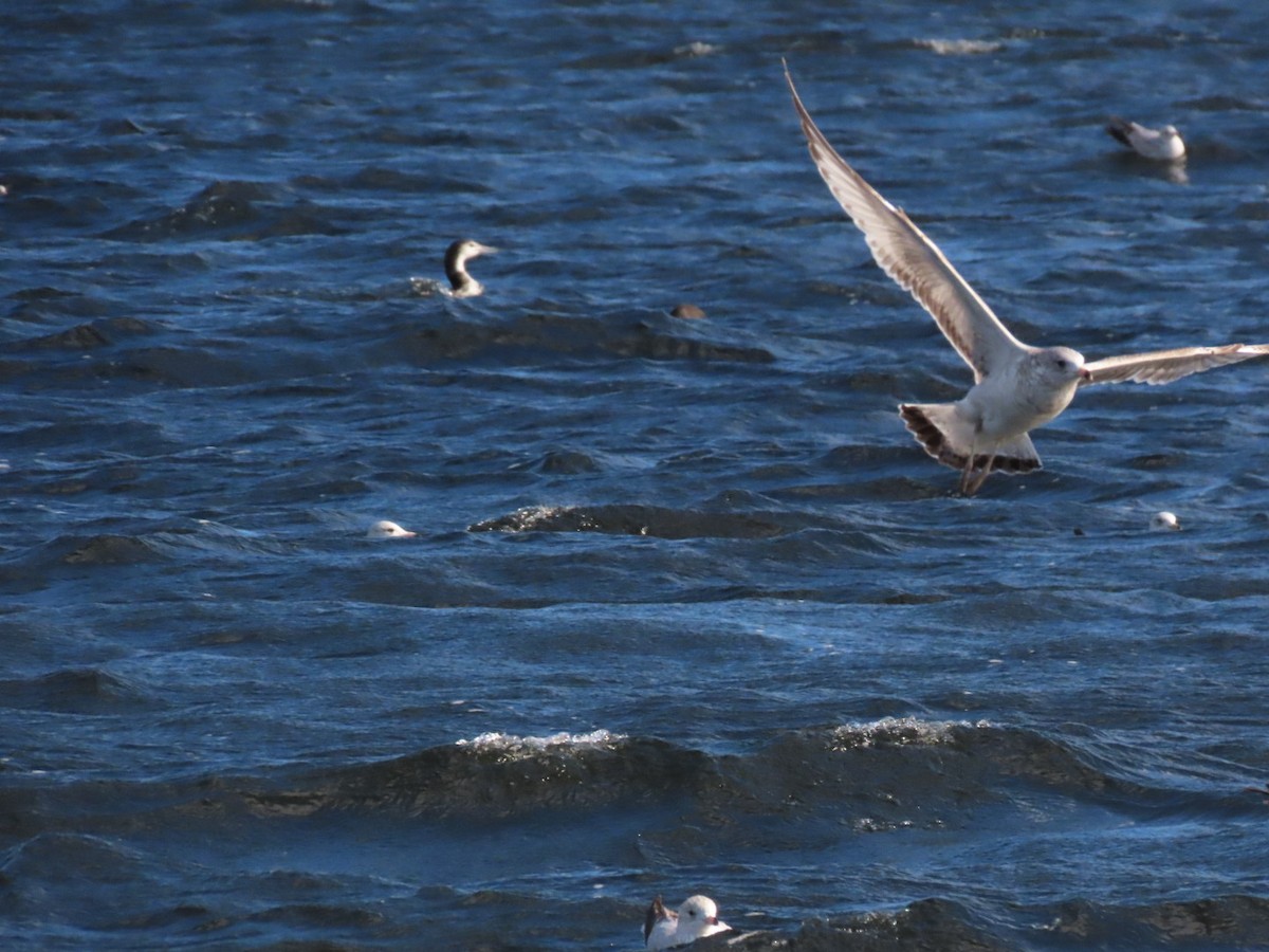Ring-billed Gull - ML646973082