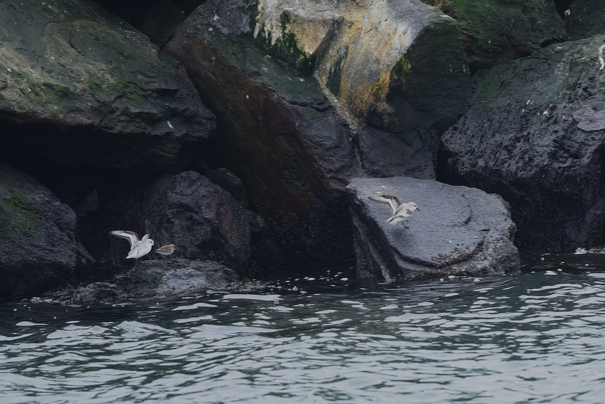 Correlimos Tridáctilo - ML646973089