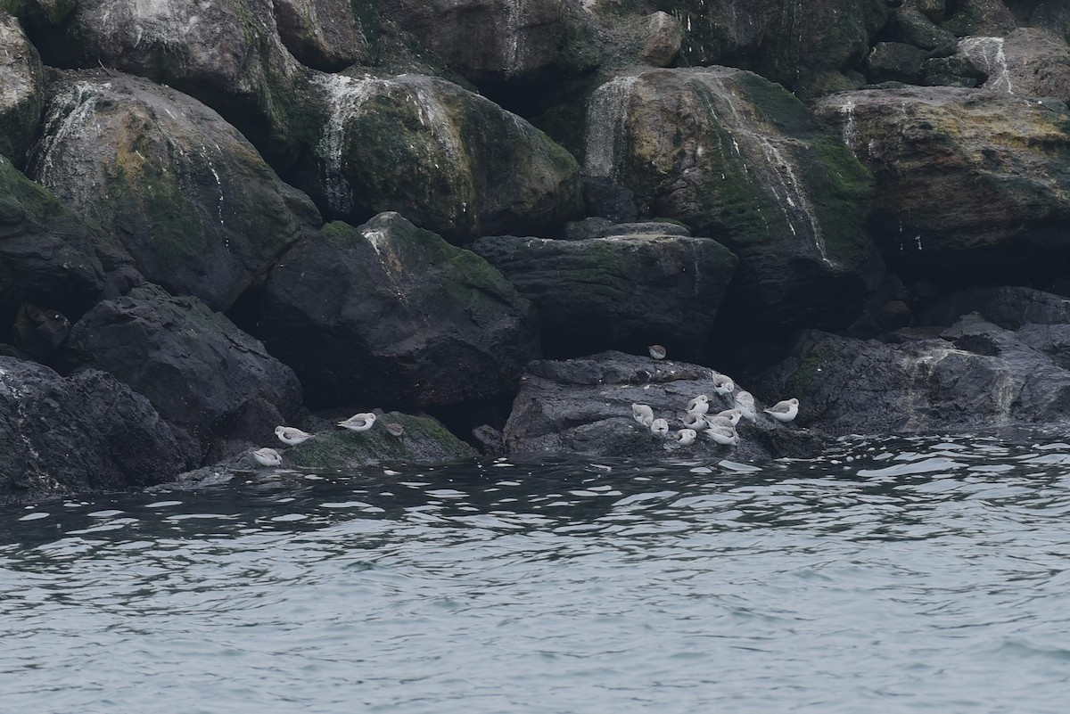 Correlimos Tridáctilo - ML646973090