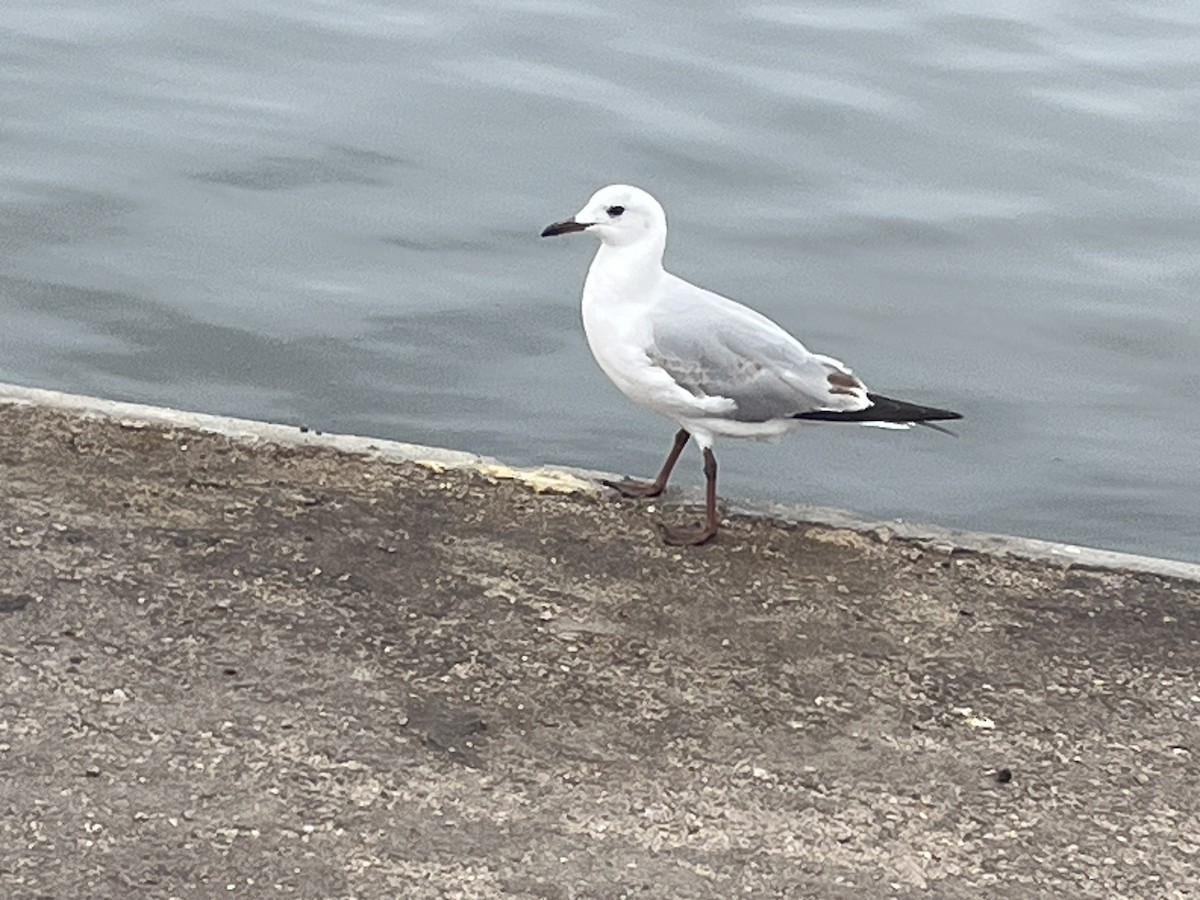 Gaviota Plateada Sudafricana - ML646973091
