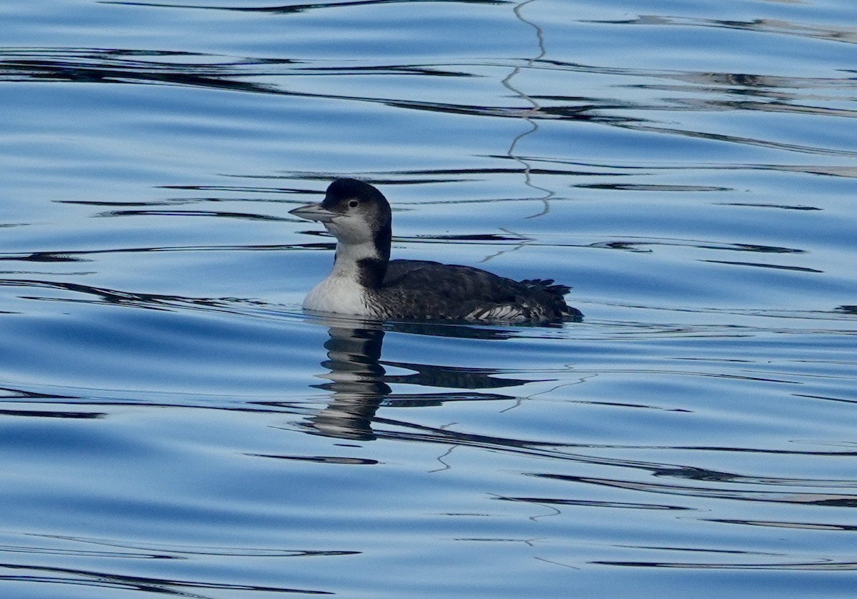 Черноклювая гагара - ML646973094