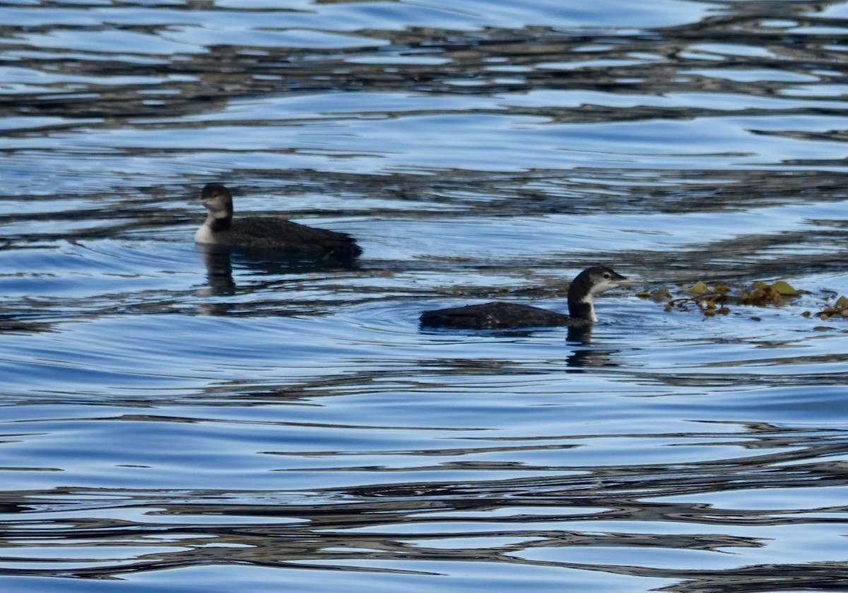 Черноклювая гагара - ML646973095