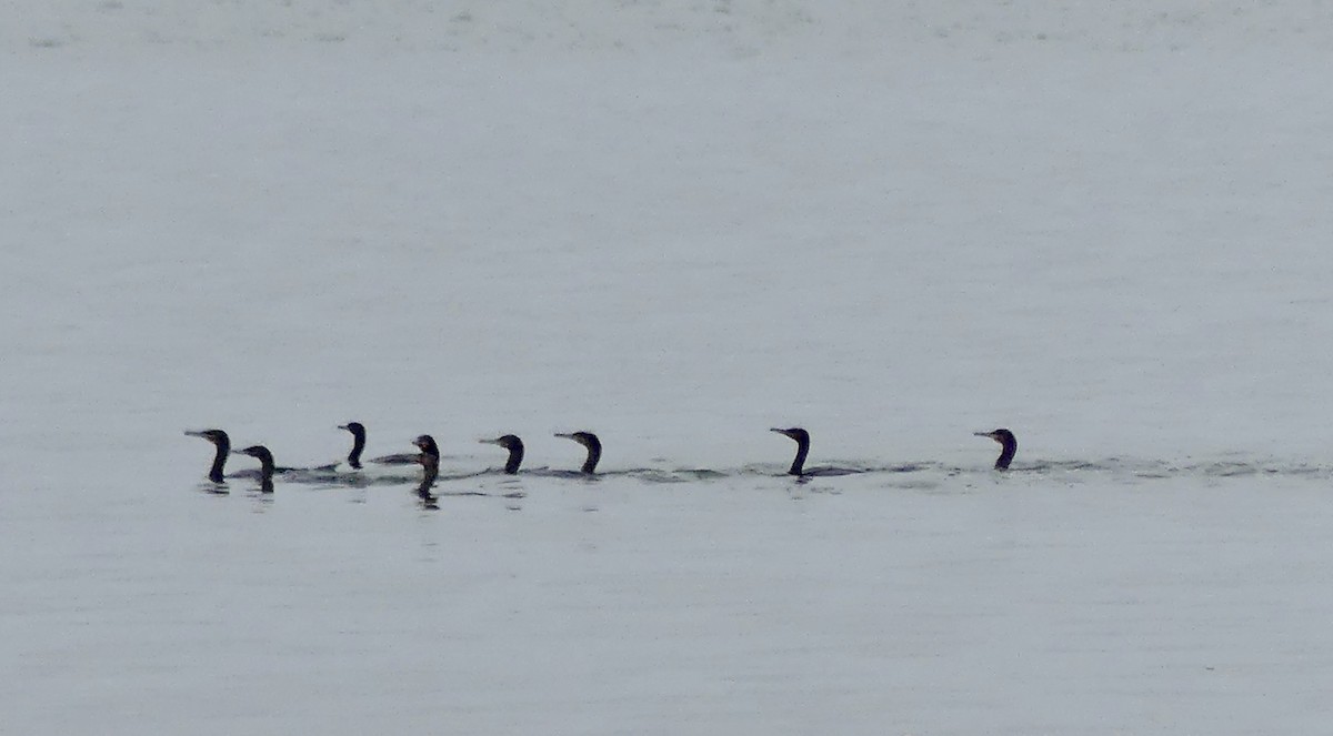 Cormorán de El Cabo - ML646973104