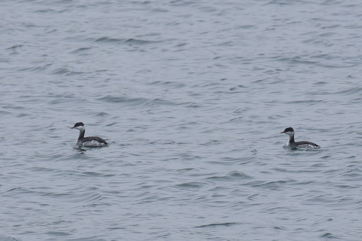 Zampullín Cuellirrojo - ML646973105