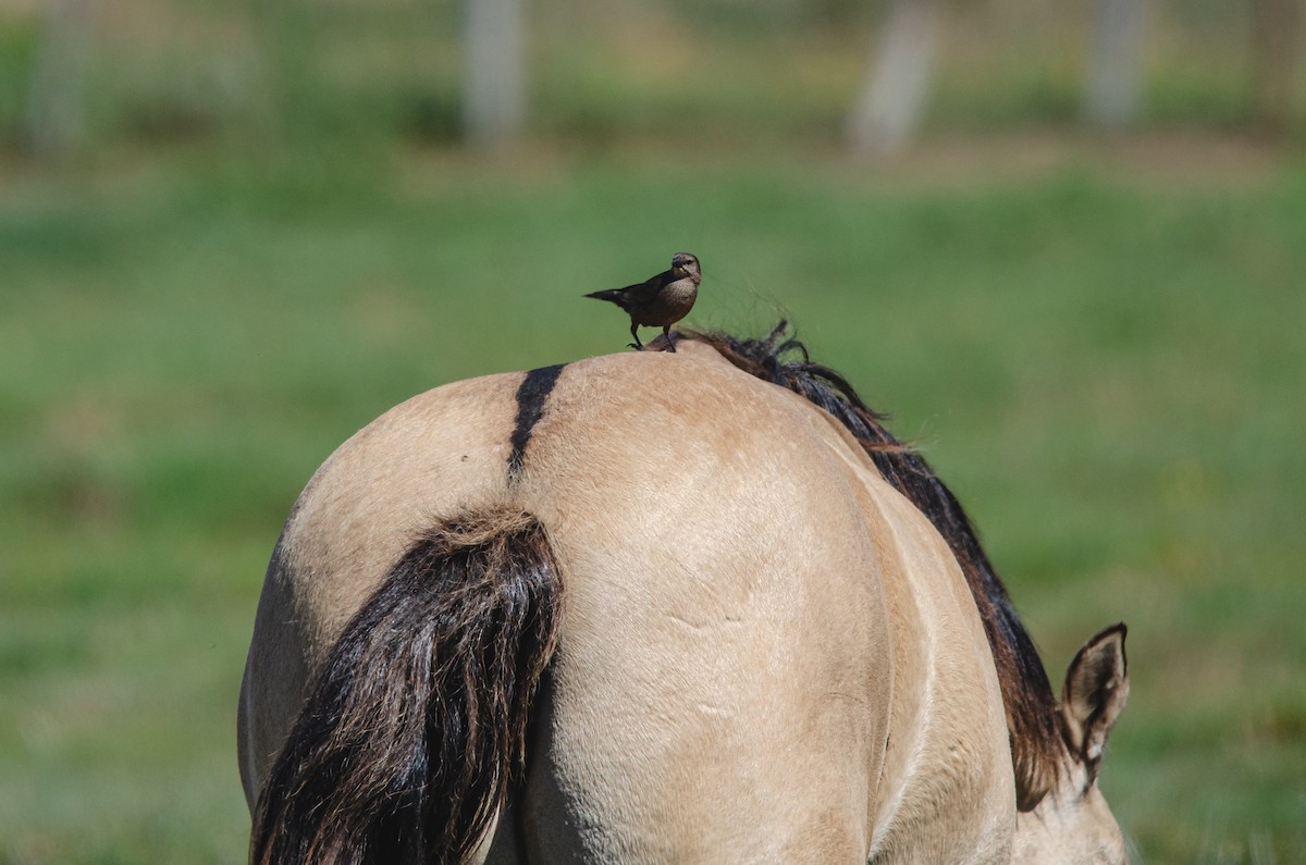 Tordo Renegrido - ML646973107