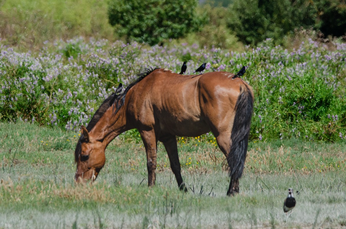 Tordo Renegrido - ML646973108