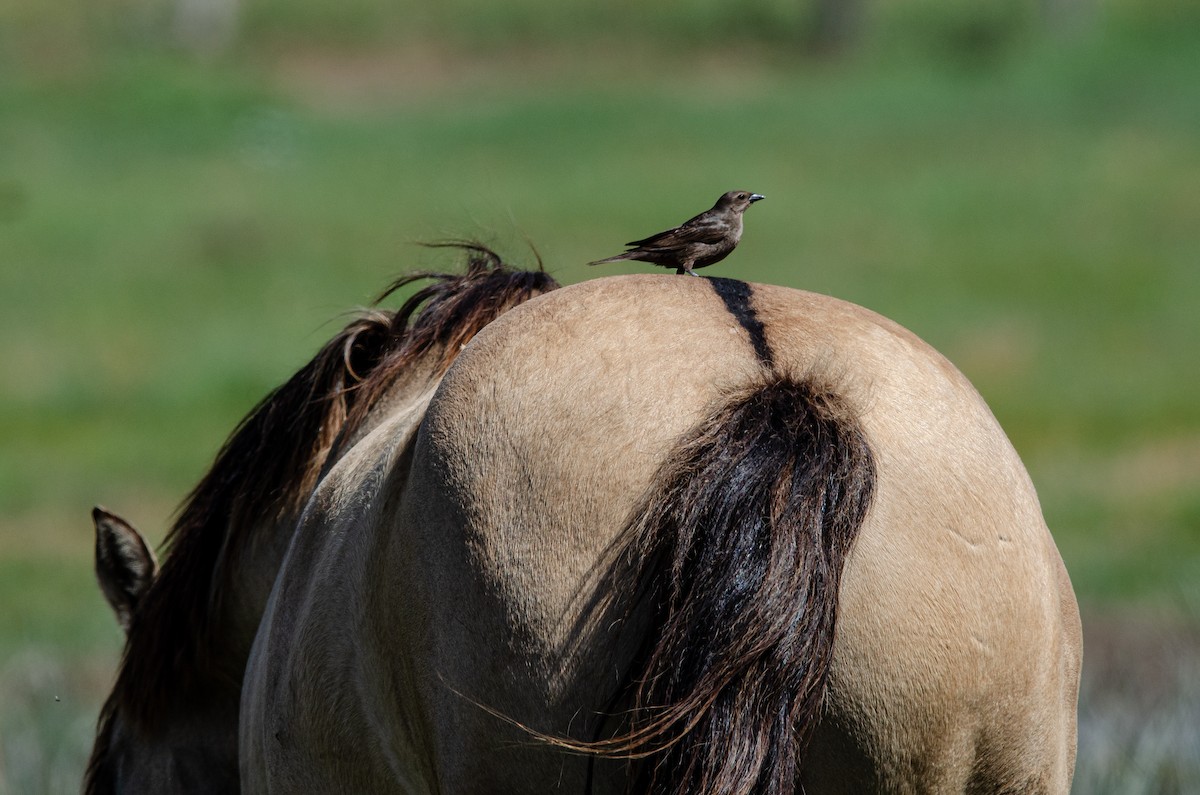 Tordo Renegrido - ML646973109