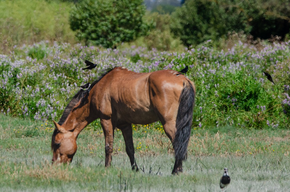 Tordo Renegrido - ML646973110