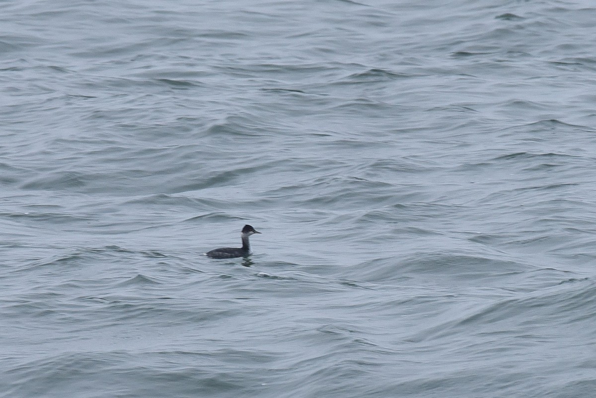 Zampullín Cuellinegro - ML646973116