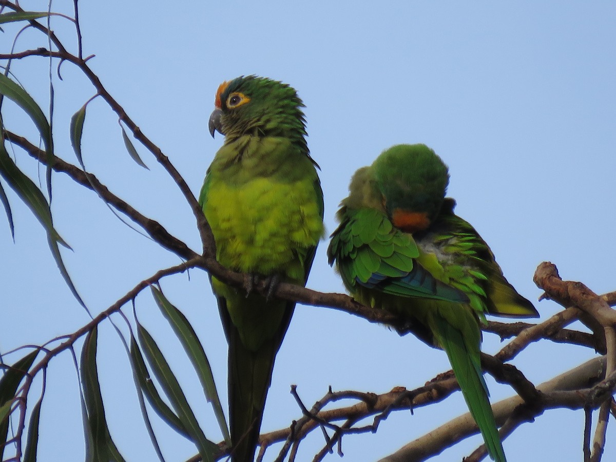 gullpanneparakitt - ML646973120