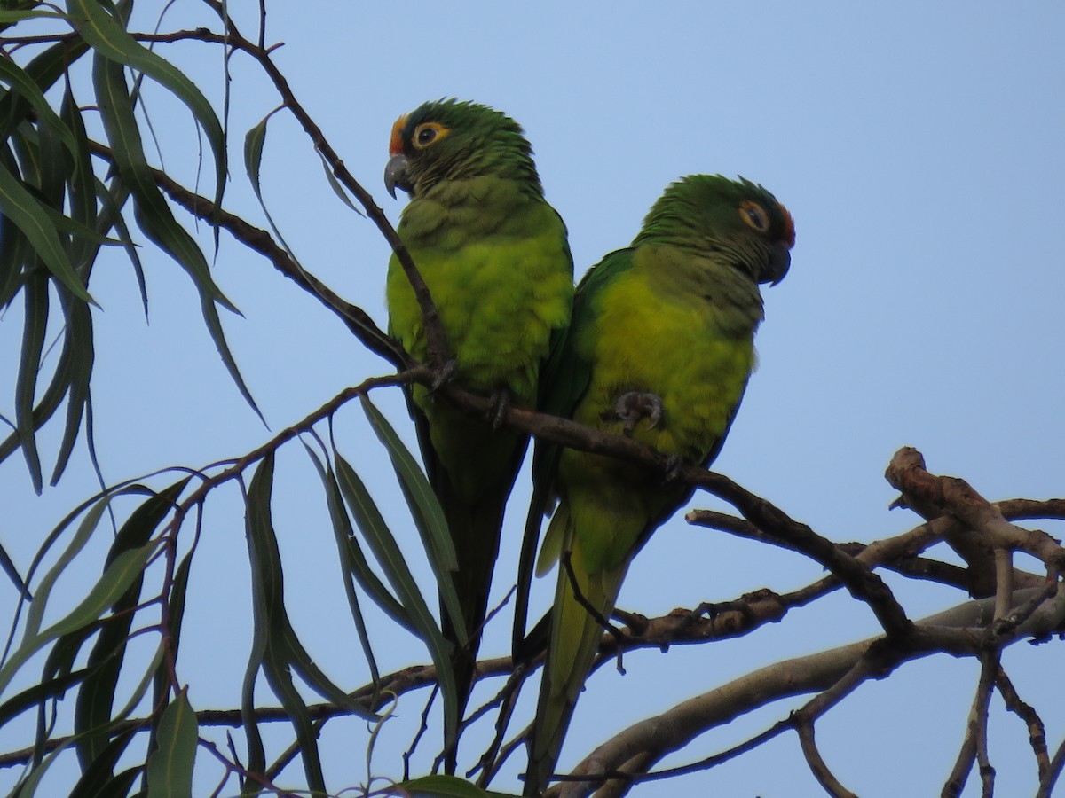 gullpanneparakitt - ML646973121