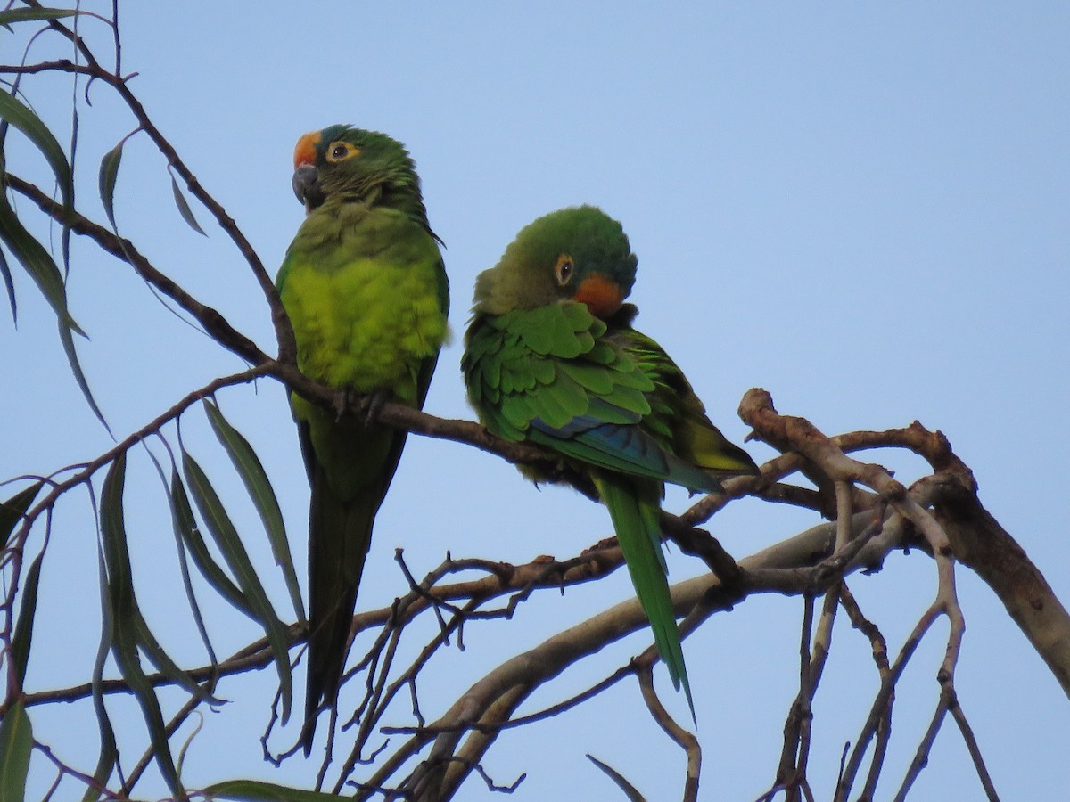 gullpanneparakitt - ML646973122