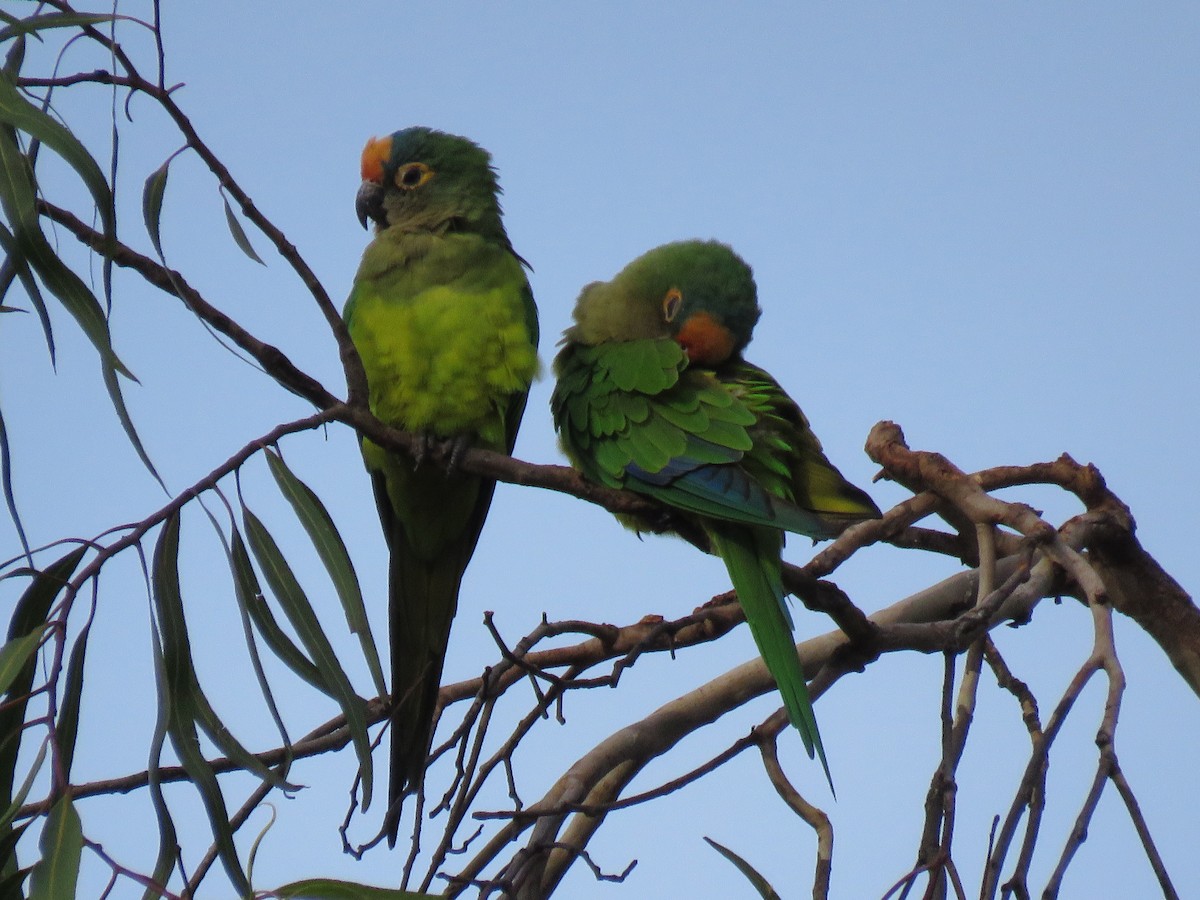 gullpanneparakitt - ML646973123