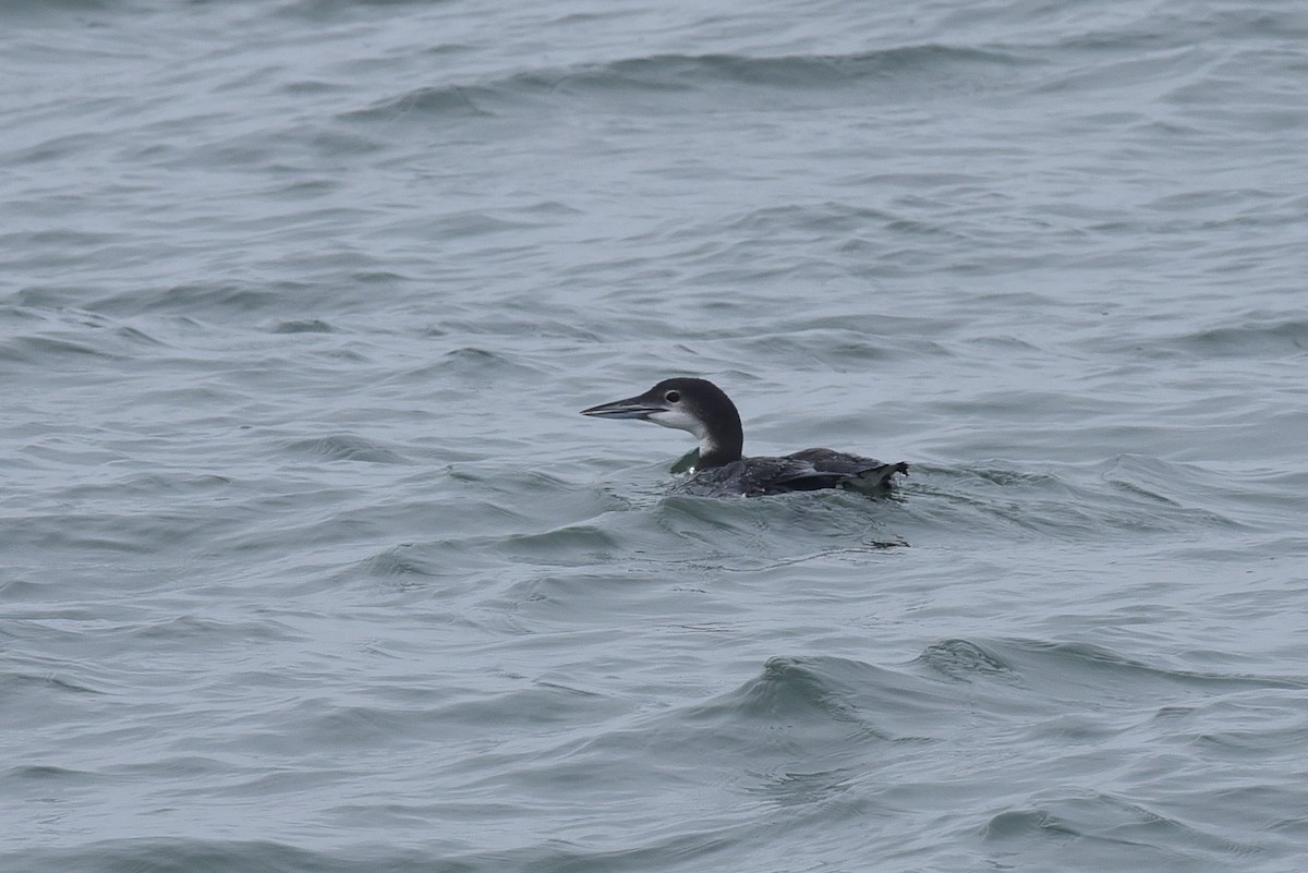 Colimbo Grande - ML646973132