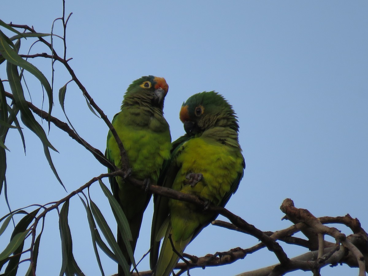 gullpanneparakitt - ML646973133