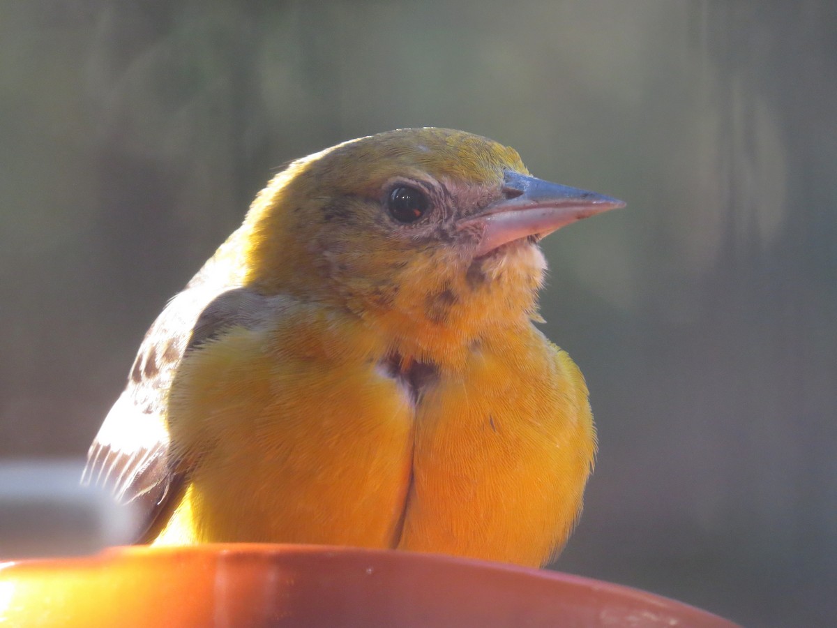 Baltimore Oriole - ML646973137