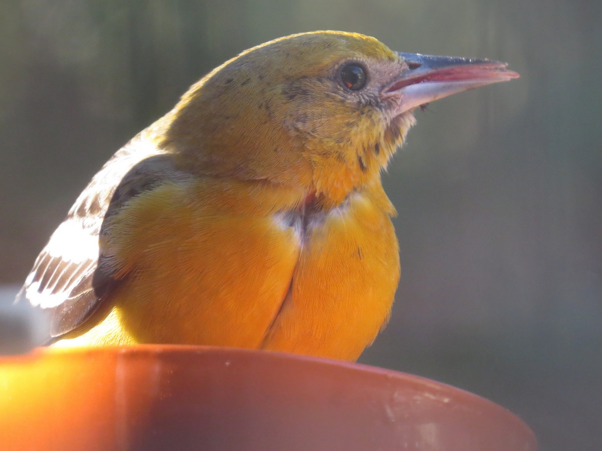 Baltimore Oriole - ML646973138