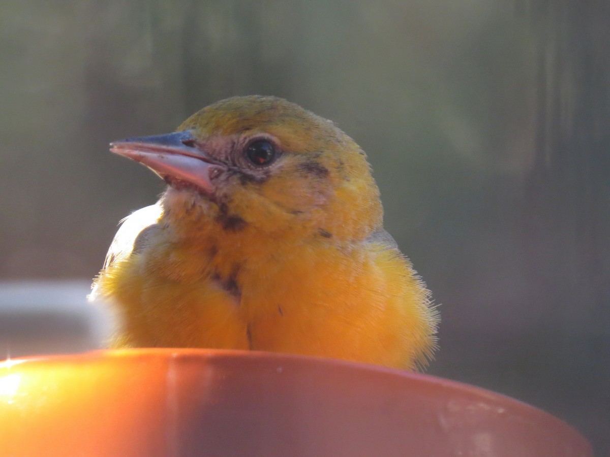 Baltimore Oriole - ML646973139