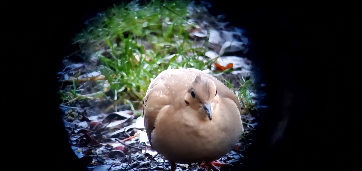 Mourning Dove - ML646973141