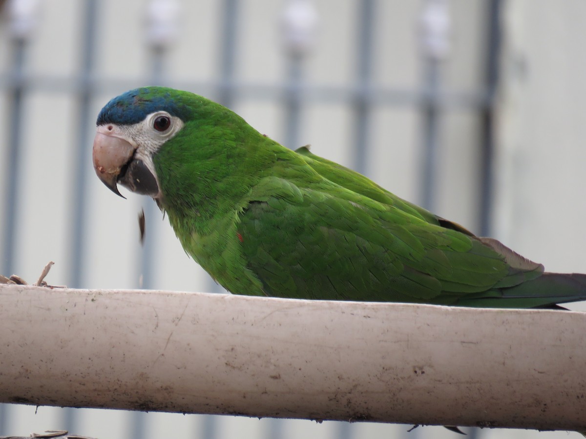 dvergara - ML646973143