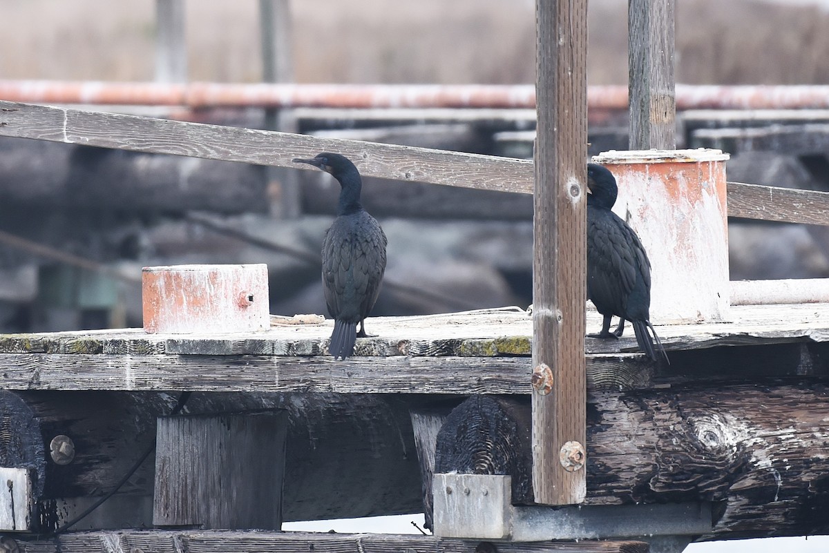 Brandt's Cormorant - ML646973146