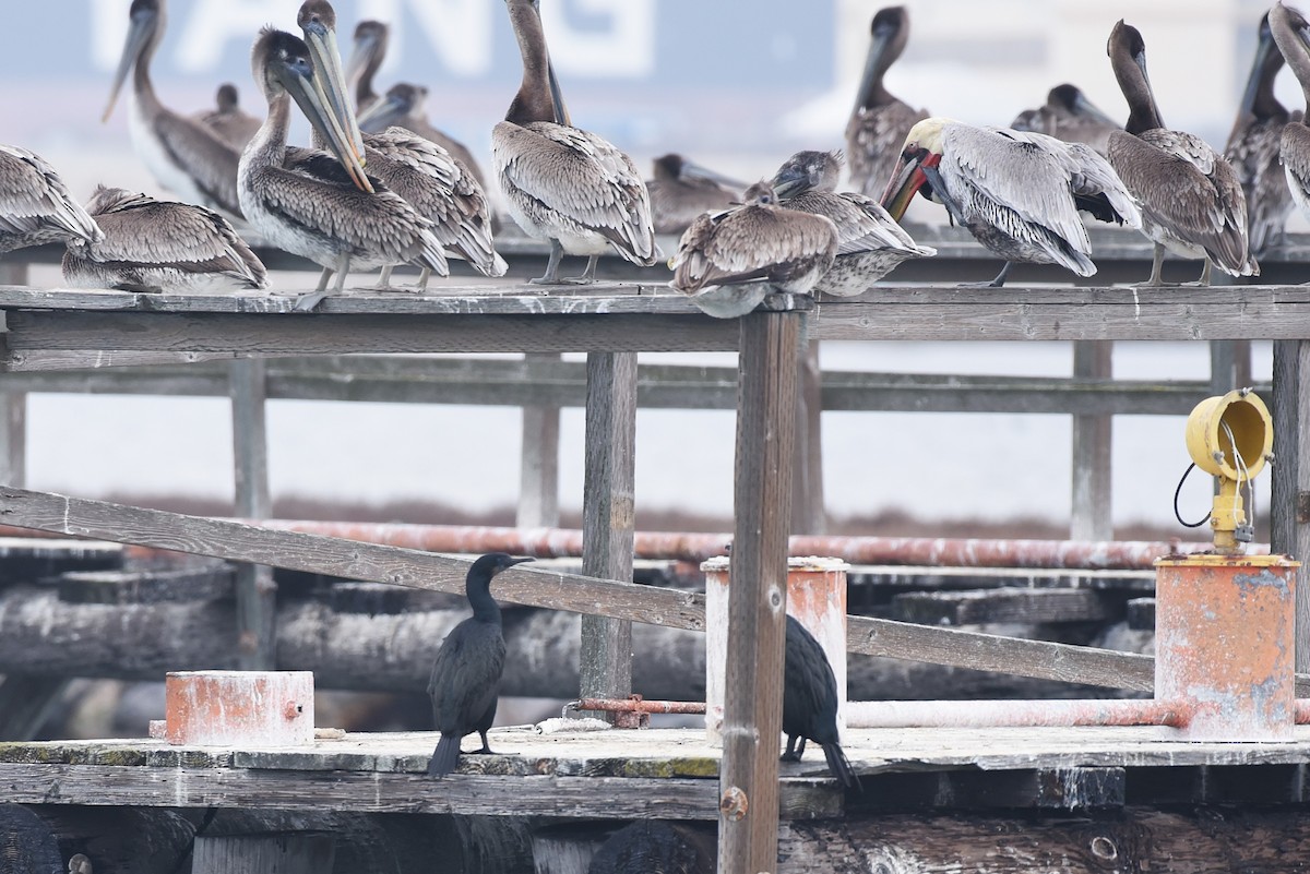 Brandt's Cormorant - ML646973147