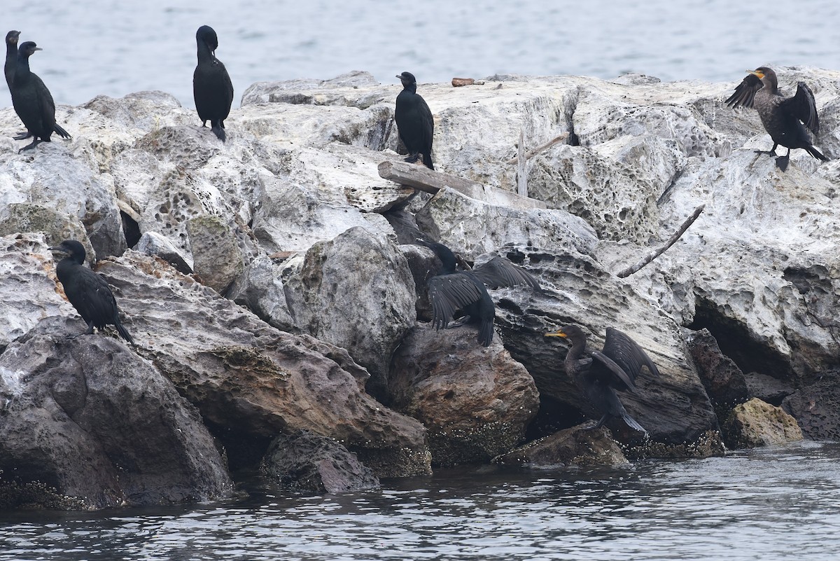 Brandt's Cormorant - ML646973148