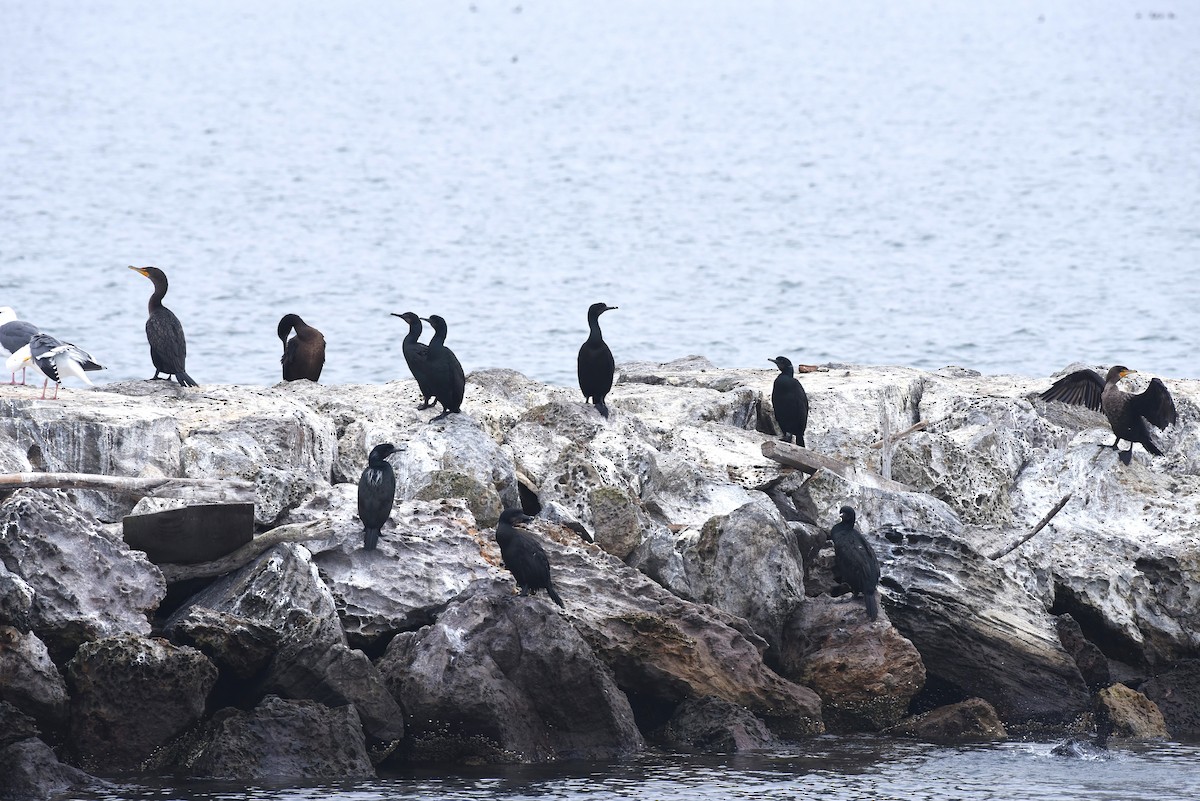 Brandt's Cormorant - ML646973149