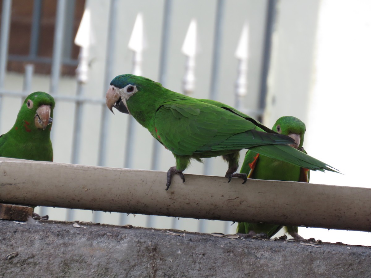 dvergara - ML646973150