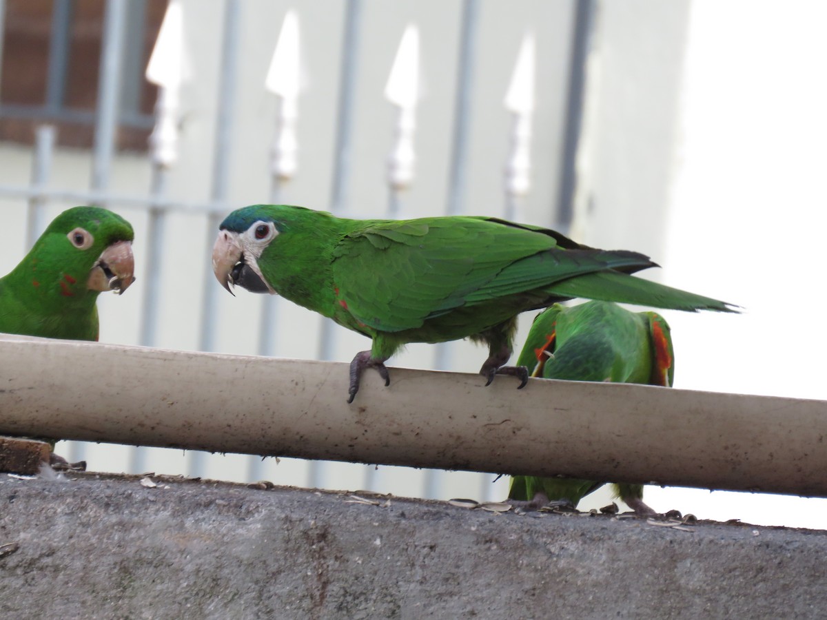 dvergara - ML646973151