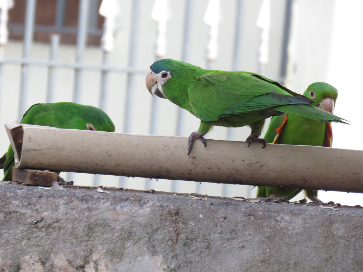 dvergara - ML646973152