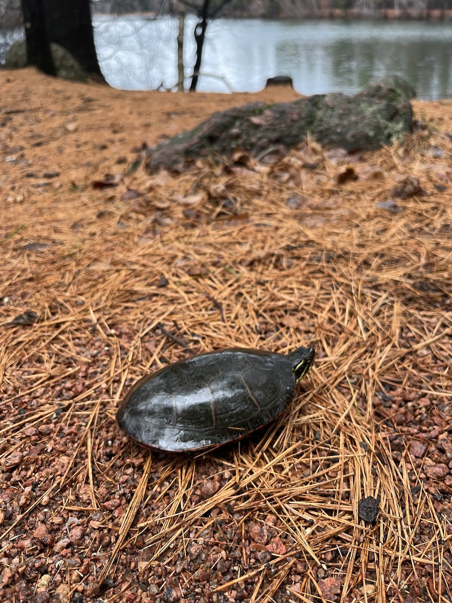 Painted Turtle - ML646973153