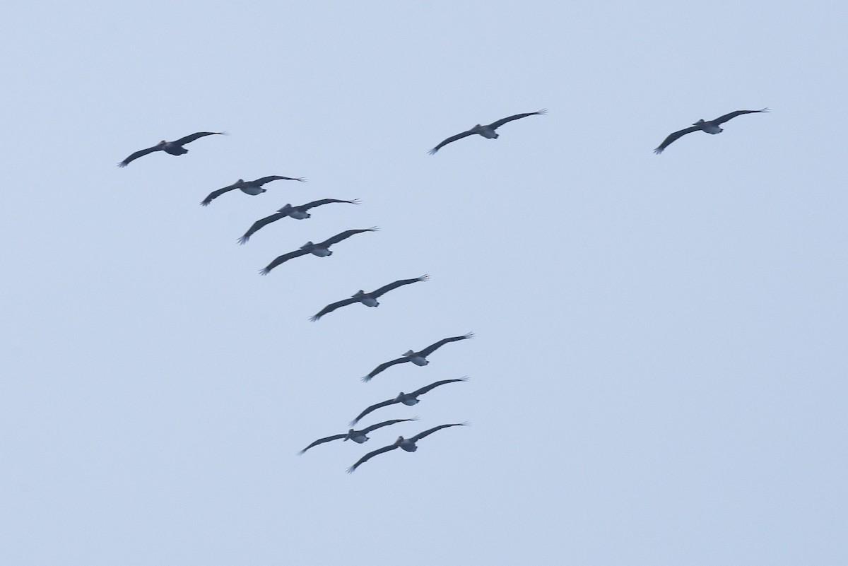 Brown Pelican - ML646973154