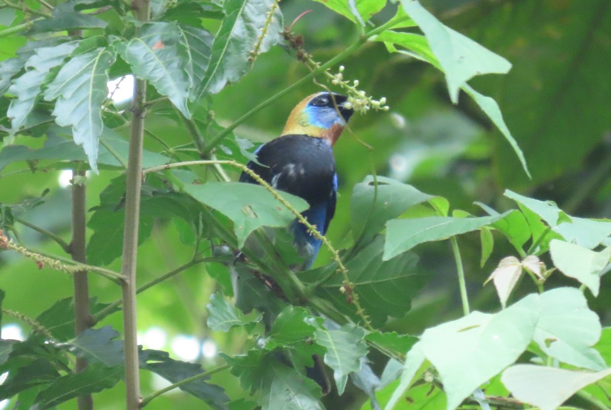 Golden-hooded Tanager - ML646973157