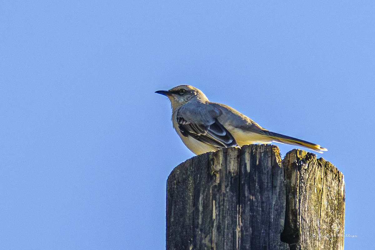 Tropikal Taklitçi - ML646973158