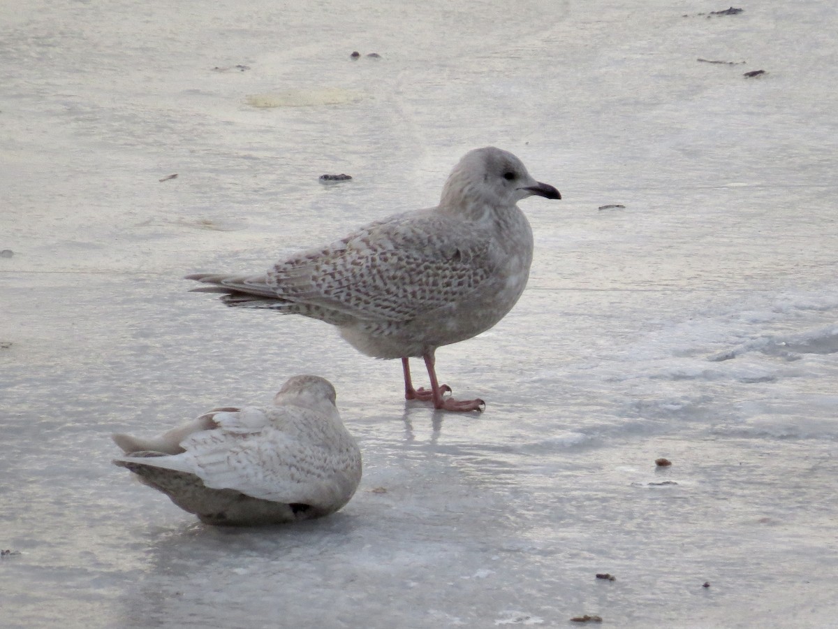 Gaviota Groenlandesa (de Kumlien) - ML646973159